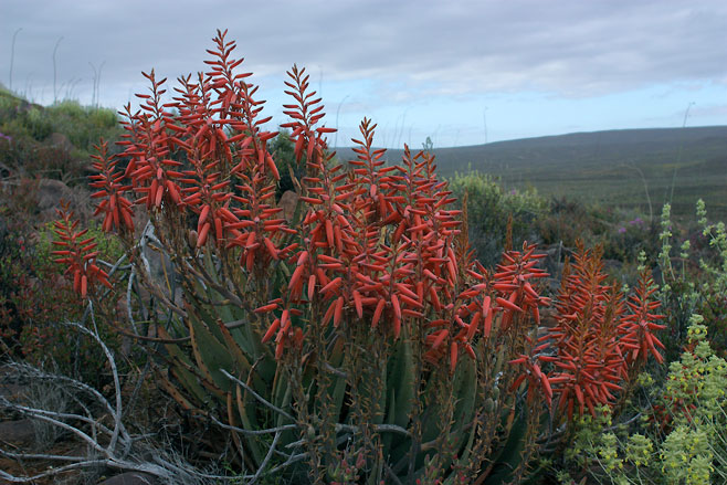 Aloe excelsa 