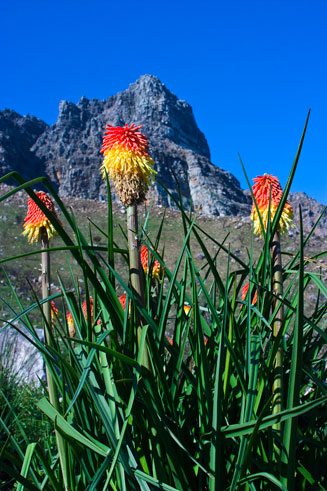 Kniphofia uvaria