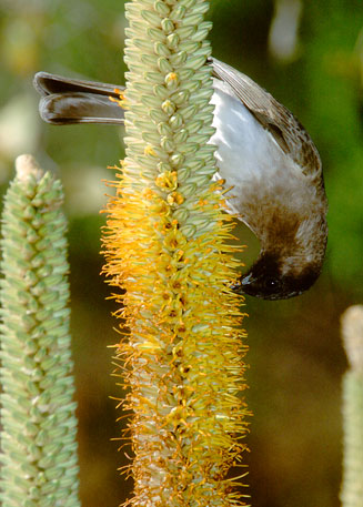 Aloe spicata 