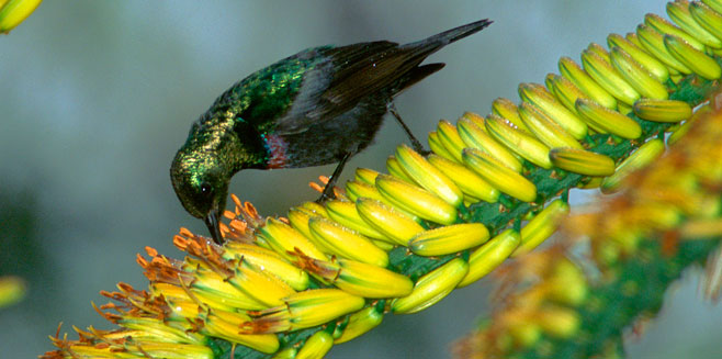 Aloe marlothii