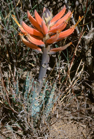Aloe longistyla 