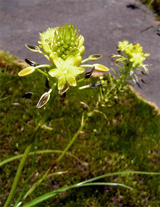 Bulbine abyssinica