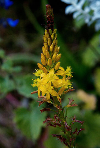 Bulbine latifolia (Broad-leaved bulbine)