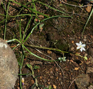 Trachyandra saltii