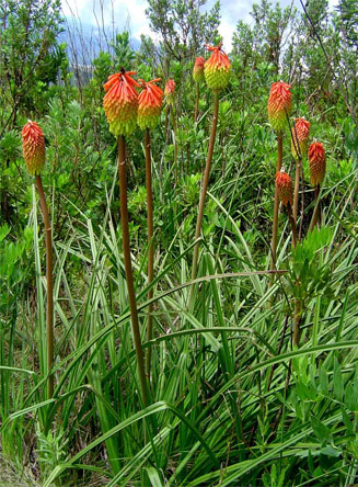 Kniphofia linearifolia