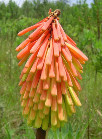 Kniphofia linearifolia