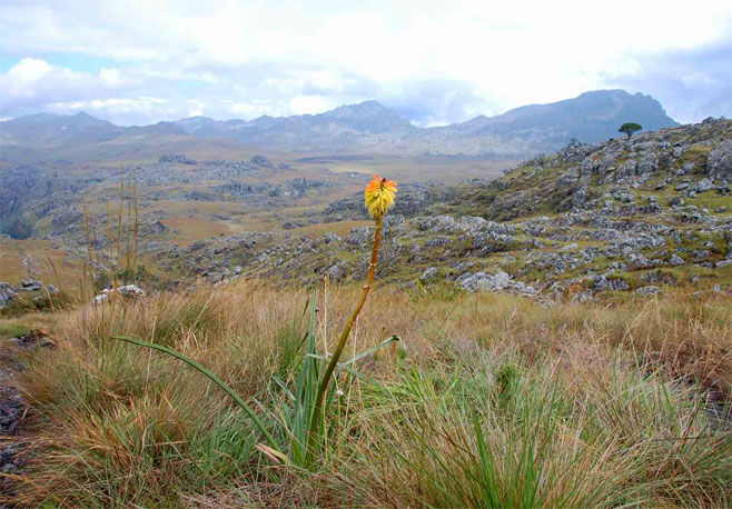 Kniphofia linearifolia