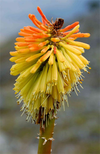 Kniphofia linearifolia