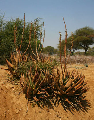 Aloe aculeata