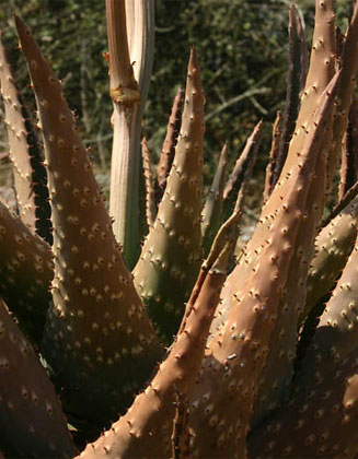 Aloe aculeata