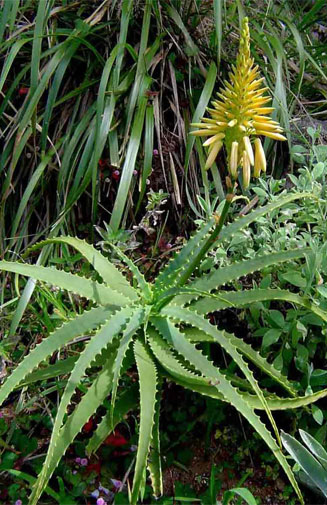 Aloe arborescens