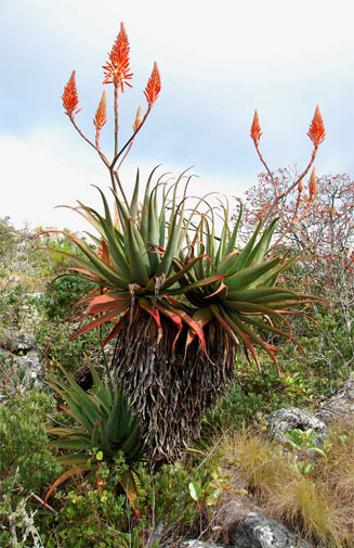 Aloe arborescens