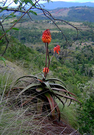 Aloe cameronii