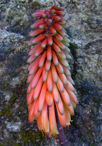 Aloe cameronii