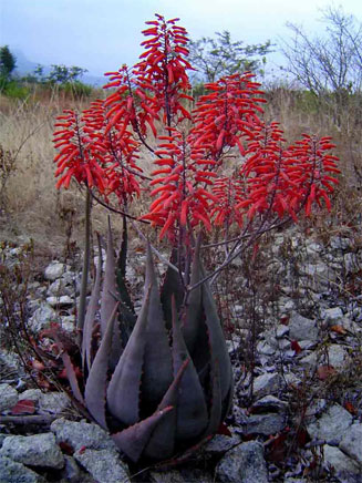 Aloe chabaudii