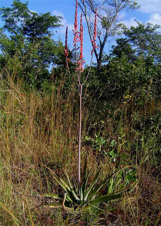 Aloe christianii