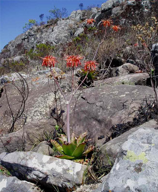 Aloe collina