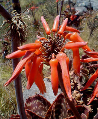 Aloe collina