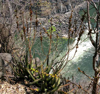 Aloe cryptopoda