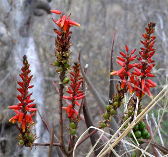 Aloe cryptopoda
