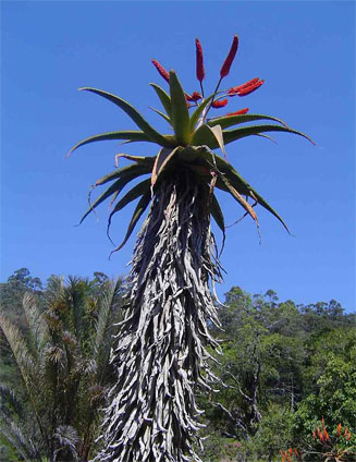 Aloe excelsa