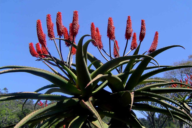 Aloe excelsa