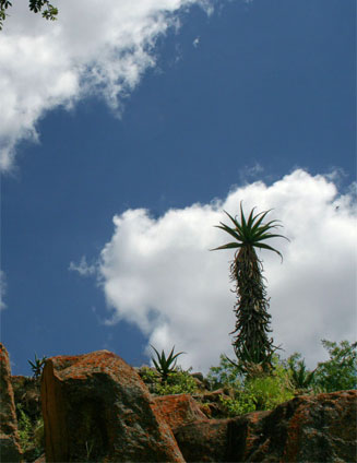 Aloe excelsa