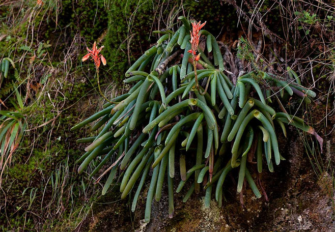 Aloe hazeliana