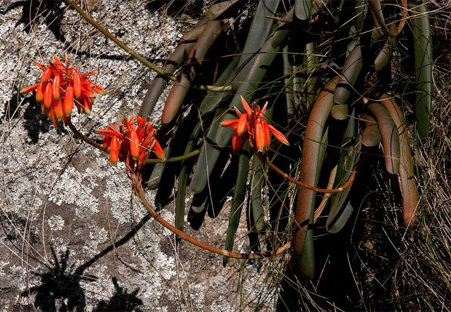 Aloe hazeliana