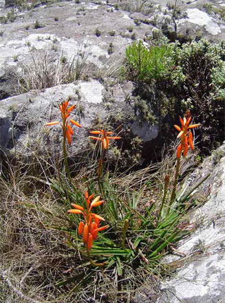 Aloe inyangensis