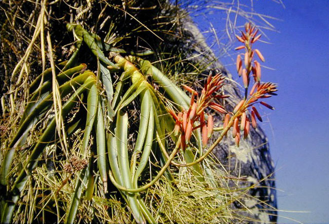 Aloe inyangensis