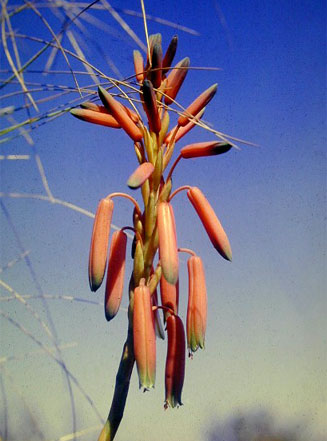 Aloe inyangensis
