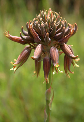 Aloe myriacantha 