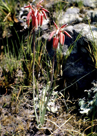 Aloe plowesii