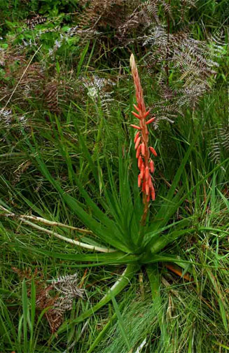 Aloe pluridens