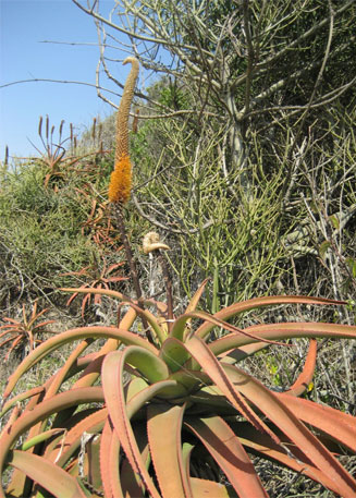 Aloe spicata 