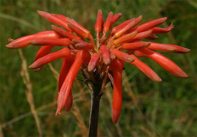 Aloe swynnertonii 