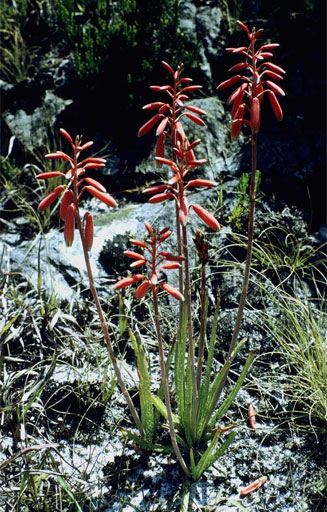 Aloe wildii