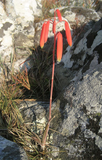 Aloe wildii