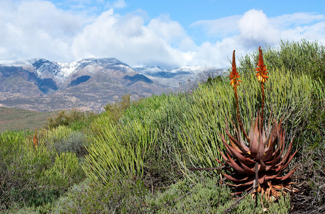 Aloe microstigma