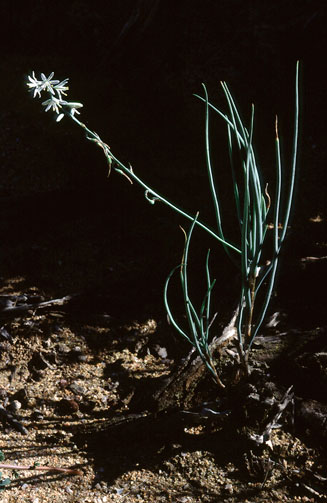 Trachyandra involucrata