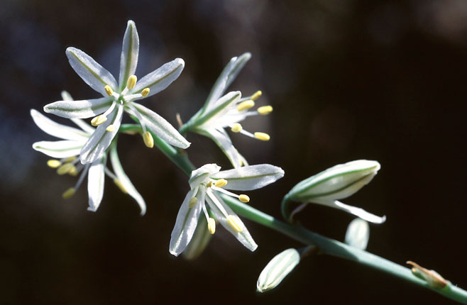 Trachyandra involucrata