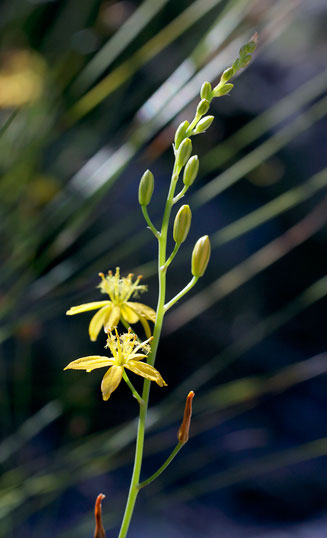 Bulbine favosa