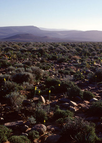 Bulbinella divaginata