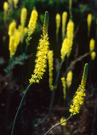 Bulbinella divaginata