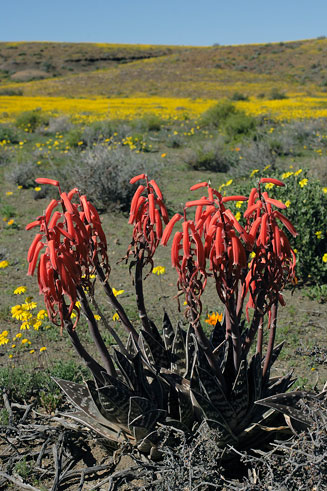 Aloe variegata