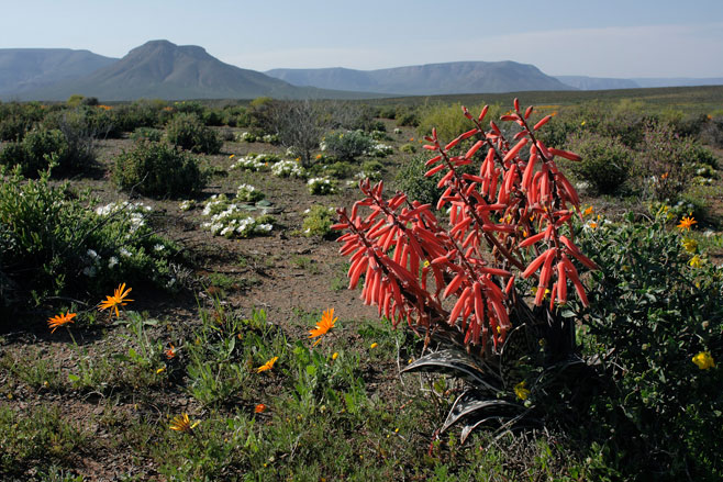 Aloe variegata