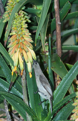 Aloe arborescens