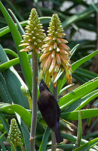 Aloe arborescens