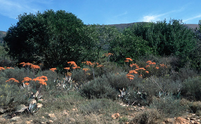 Aloe striata 